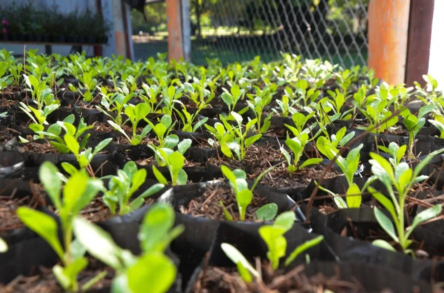 La importancia de plantar árboles en ciudades para combatir altas temperaturas