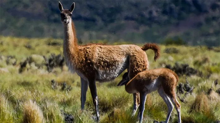 El fino pelaje de los guanacos, clave en la conservación de un emblema