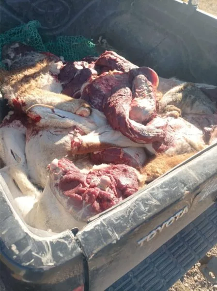 Por cazar guanacos dentro de un Parque Nacional pagará una multa