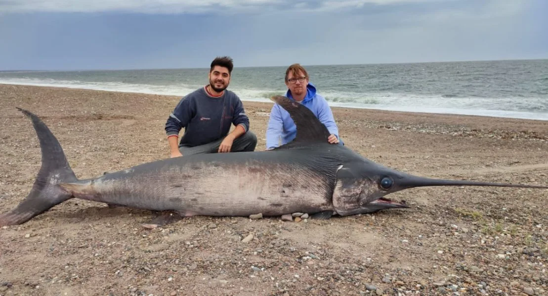 Apareció muerto un pez espada de casi 300 kilos en la costa de Chubut