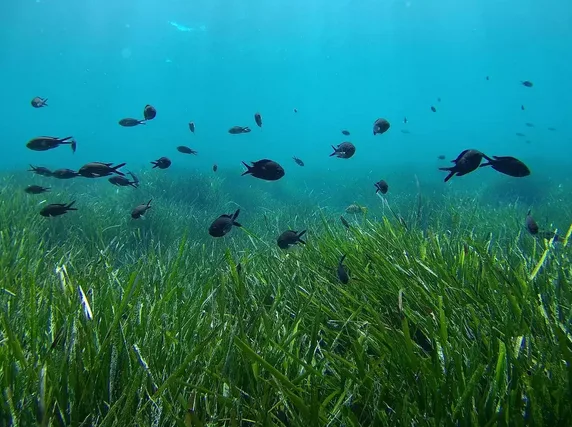 Expertos abogan por potenciar el secuestro marino de carbono contra el cambio climático