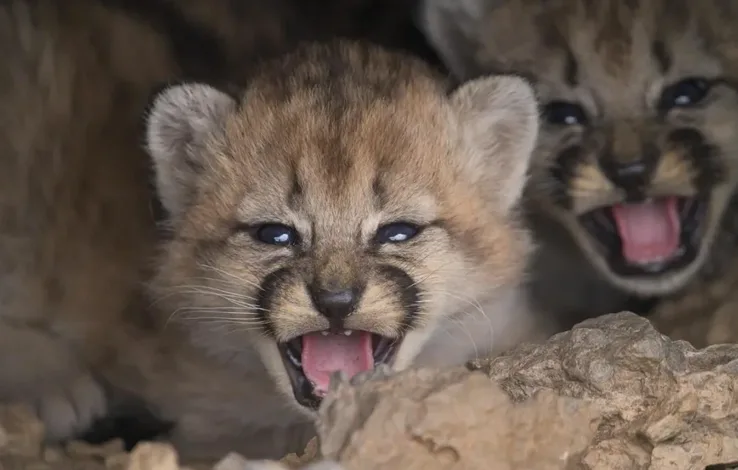 Nacieron cuatro cachorros de puma en Parque Patagonia