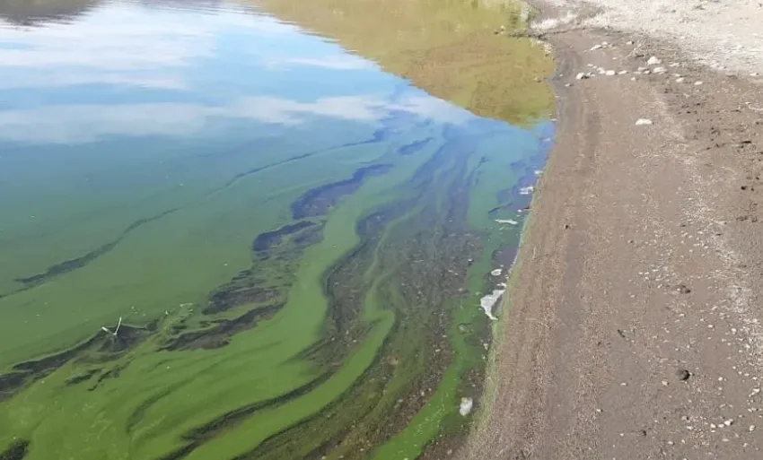 Crecimiento de algas microscópicas en el Parque Nacional Laguna Blanca