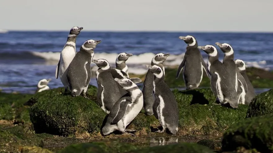 Investigación brindó datos para la conservación del mar y sus especies en Chubut