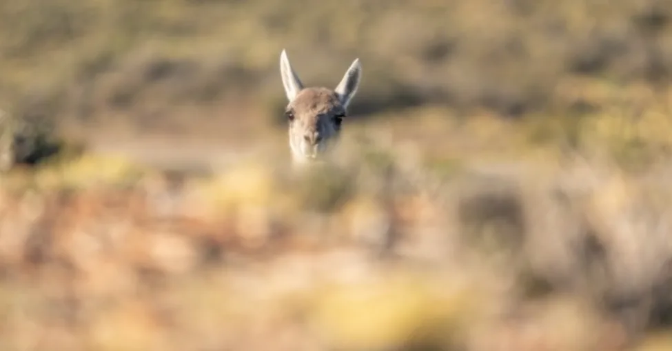 El guanaco fue incorporado a una lista internacional para su conservación