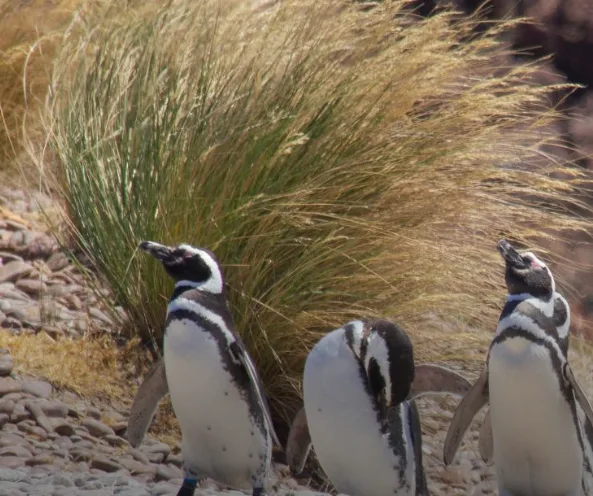 Buscarán posicionar a Chubut como destino turístico líder