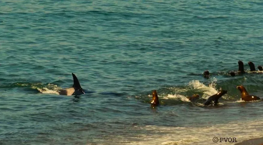 Comienzan a llegar las Orcas a la costa de Chubut