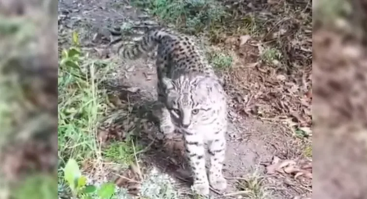 Captan un video de un gato montés en el Parque Nacional Lanín