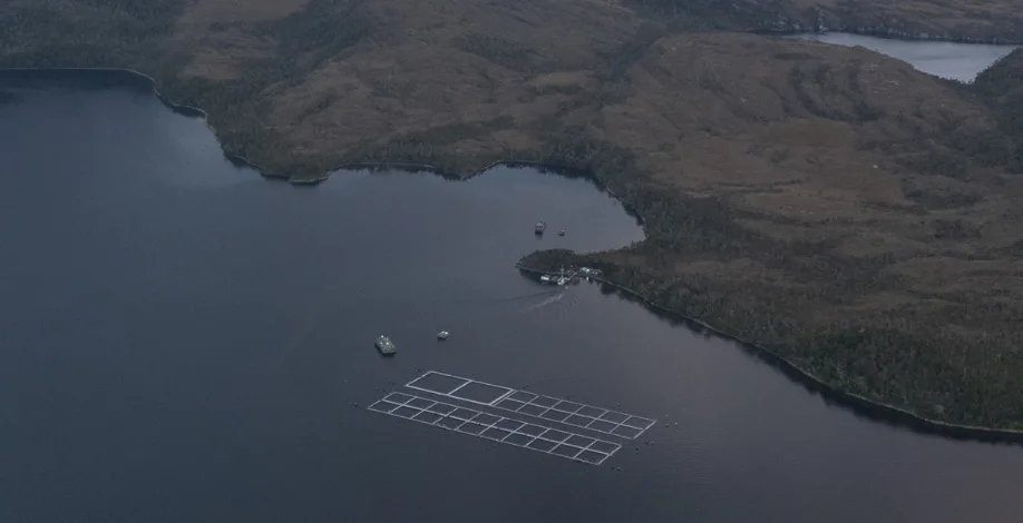 “A Salmon Nation”: El documental contra la salmonicultura