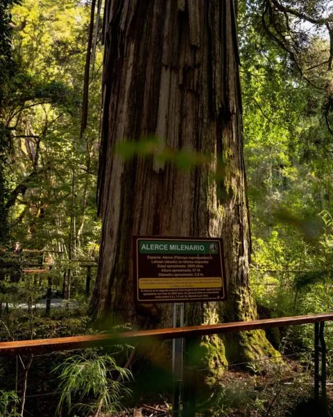 El Alerzal Milenario del Parque Nacional Los Alerces: el bosque eterno de la Patagonia que pocos conocen y que deberías visitar al menos una vez en la vida