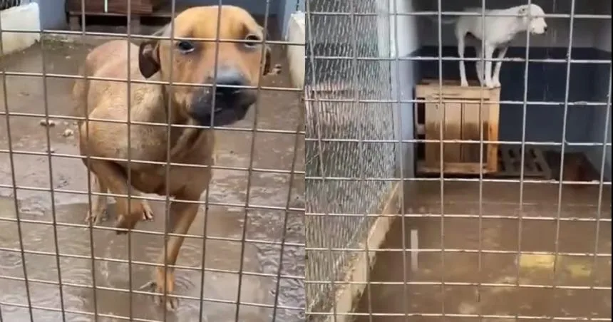 Se anegó el nuevo Refugio Canino en General Pico