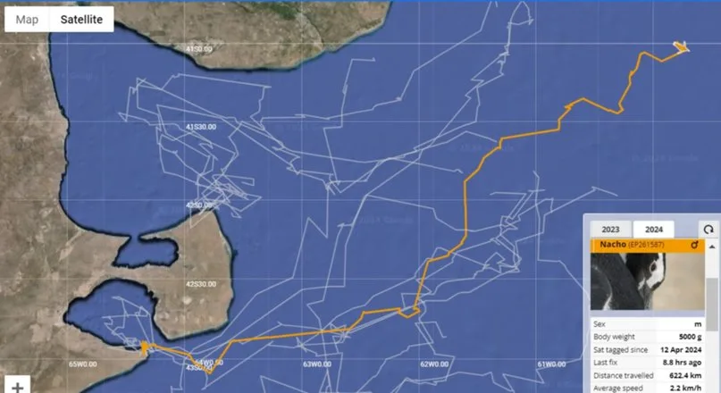 Investigación sobre la migración invernal de los pingüinos de Magallanes