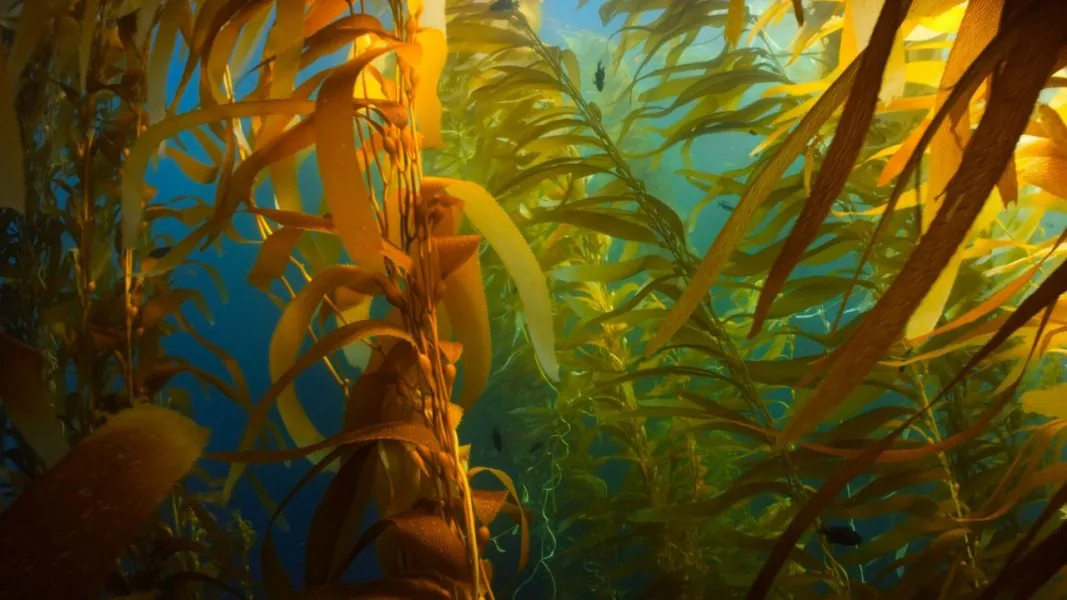 Lograron producir hidrógeno verde a partir de algas y bacterias