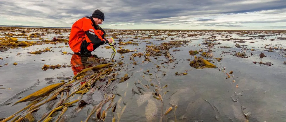 Estudian almacenamiento de carbono azul en macroalgas patagónicas