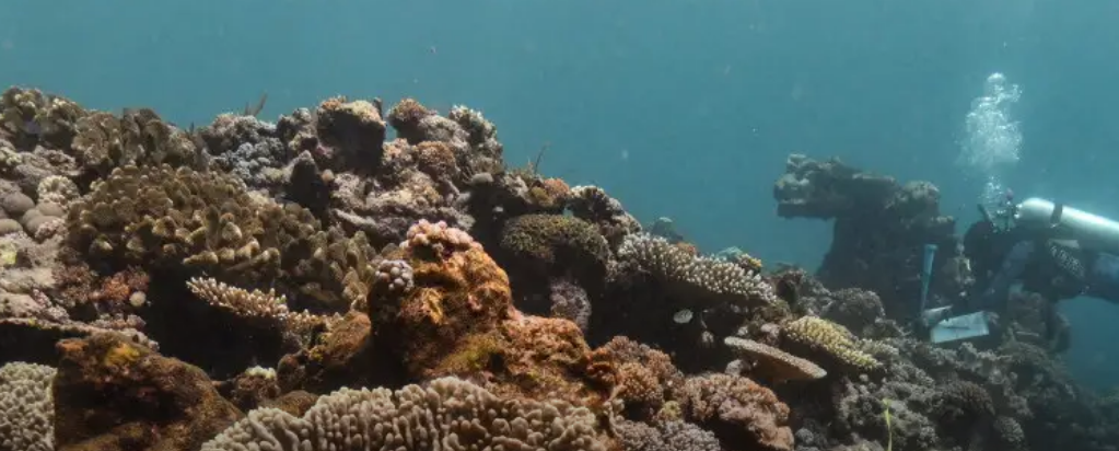 La Gran Barrera de Coral de Australia sufre blanqueamiento inédito