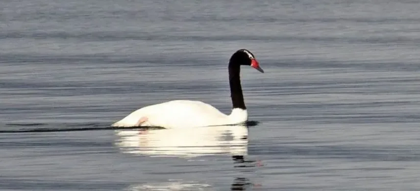 Regresaron los cisnes de cuello negro a Lago Puelo