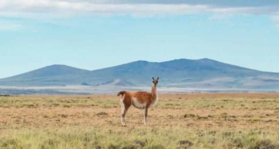 El cuero del guanaco: un recurso sustentable de la Patagonia