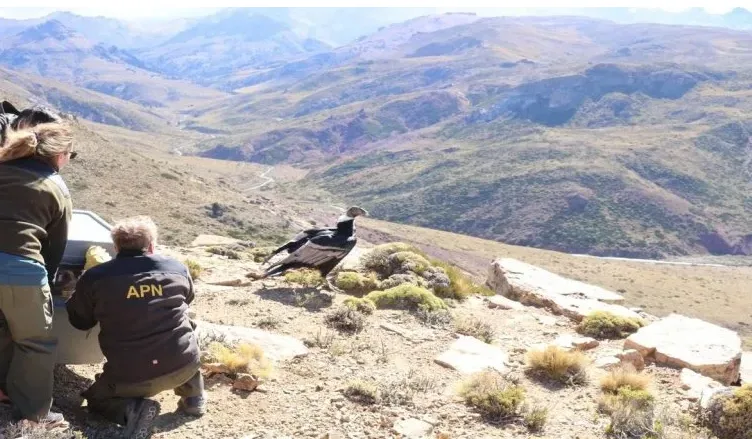 El cóndor rescatado ya vuela en el Parque Nacional Laguna Blanca