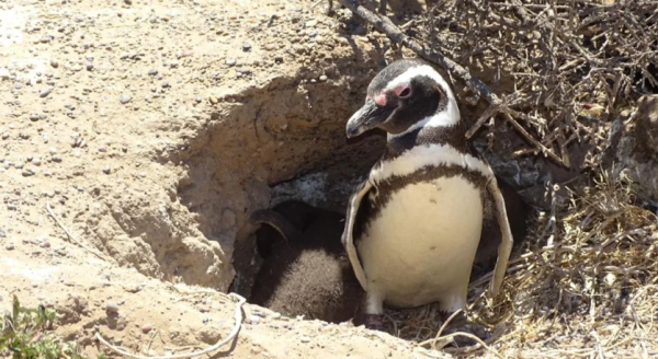 Masacre de pingüinos en Punta Tombo: pidieron cuatro años para el culpable del desastre