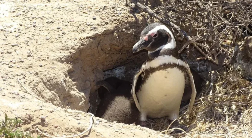 Masacre de pingüinos en Punta Tombo: pidieron cuatro años para el culpable