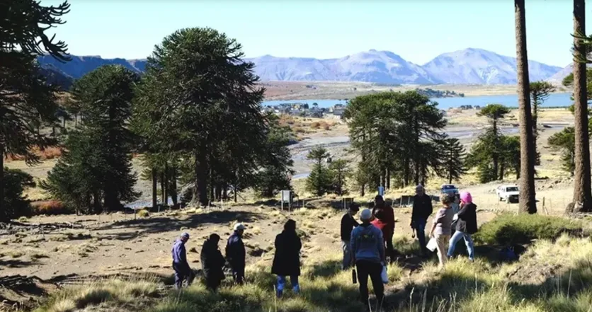 Caviahue renueva su bosque de araucarias para promover el turismo