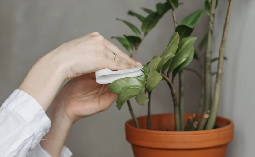 4 cosas que podés hacer para proteger a las plantas de una plaga en otoño
