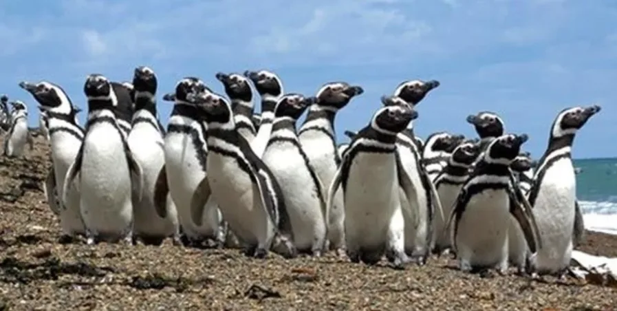 Investigan secretos de la migración de los pingüinos de Magallanes