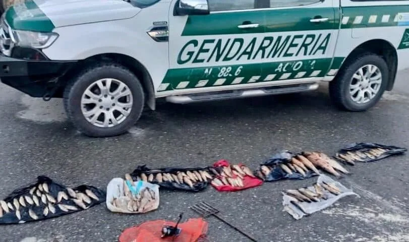 Acción de Gendarmería y el Ministerio de Producción y Ambiente frena contrabando de truchas