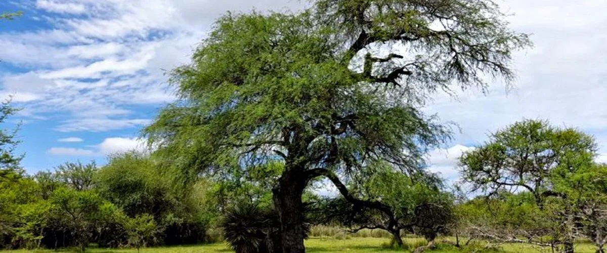 Entre Ríos trabajará con 5 provincias en el cuidado del ambiente