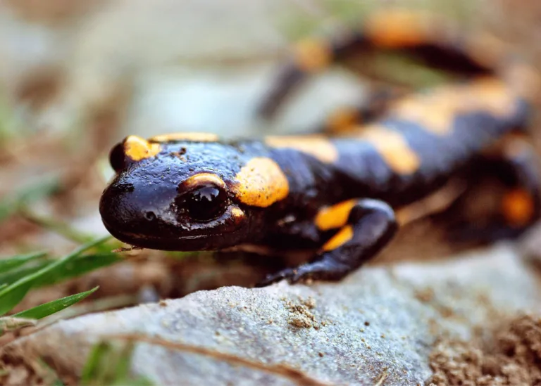 27 de abril: Día Internacional para la conservación de los anfibios