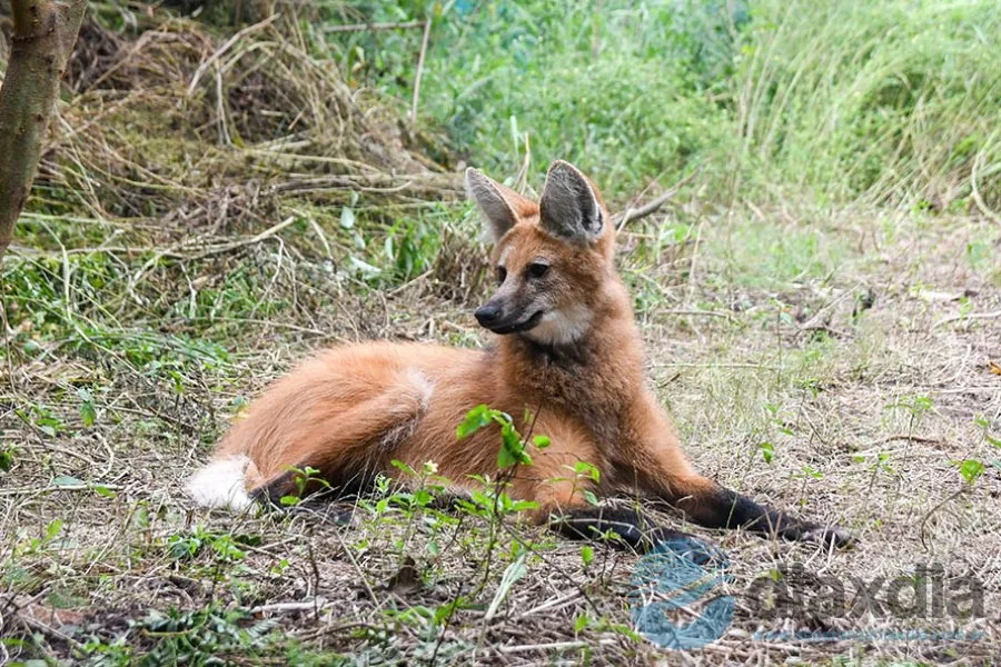 El Ministerio de Ambiente de Santa Fe rescató y reinsertó a un Aguará Guazú