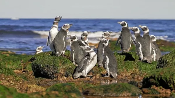 Científicos estudian en Chubut a tres especies clave para el ecosistema marino del país