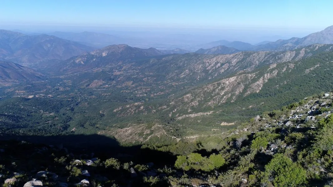500 mil hectáreas de bosque nativo ha perdido la zona centro-sur de Chile