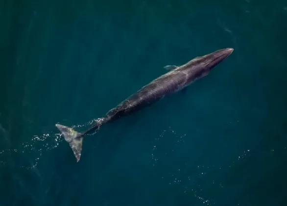 La ballena Sei, especie amenazada que llega al Golfo de San Jorge