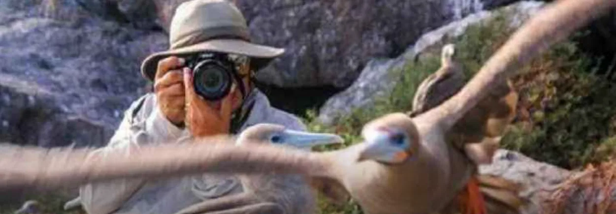 La mitad de las especies de aves está disminuyendo