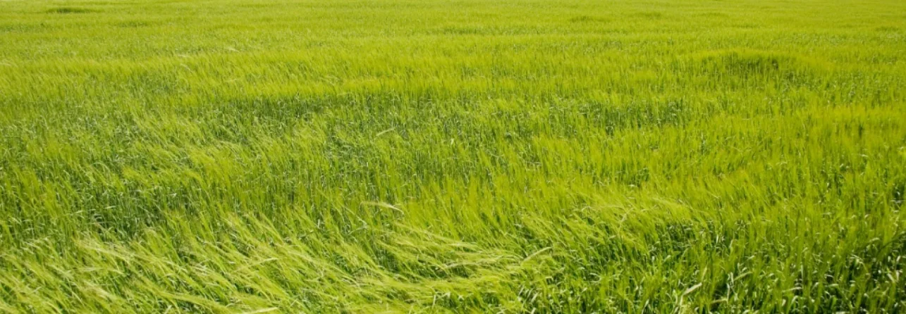 El Día Internacional de la Sanidad Vegetal resalta la importancia de cuidar las plantas