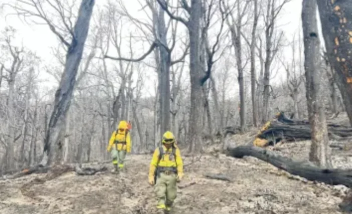 Chubut es la provincia patagónica con mayor pérdida de bosques por incendios