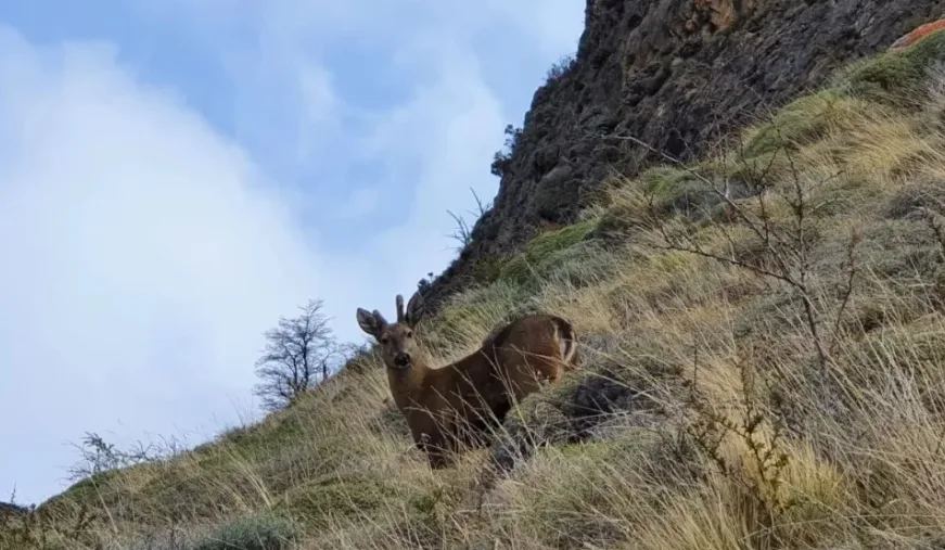 Huemules regresan al Parque Nacional Lanín: Un nuevo capítulo para la conservación