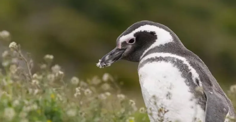 La masacre de los pingüinos en Chubut irá a juicio oral