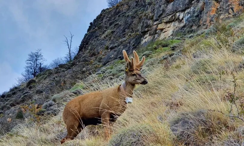 Huemules monitoreados por Chile fueron vistos en el Parque Nacional Lanín