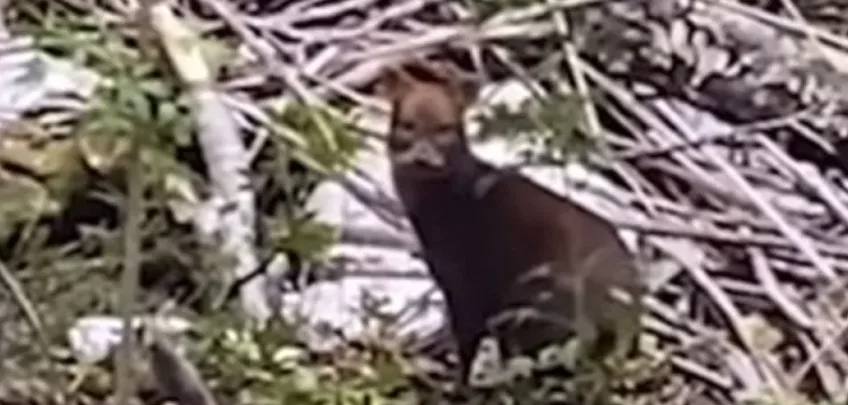 Un turista paseaba por Puerto Blest y se encontró con un pudú