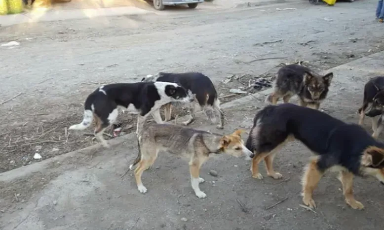 Piden acciones «urgentes» para controlar la sobrepoblación animal en Bariloche