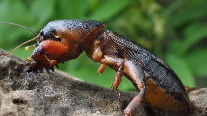 Sin gastar plata y muy fácil: así vas a eliminar los insectos que aparecen en tus plantas después de las lluvias
