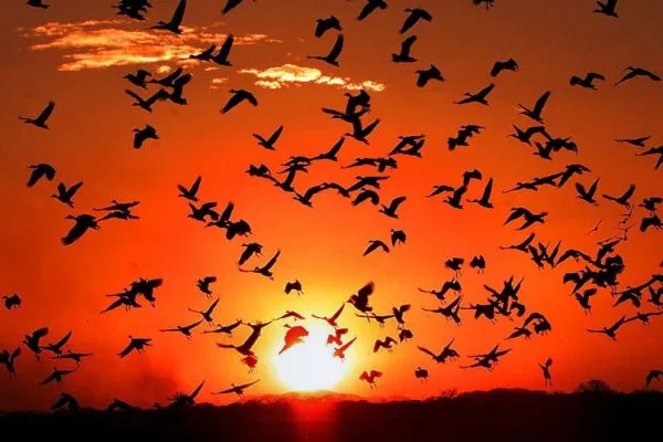 La importancia de proteger a las aves migratorias