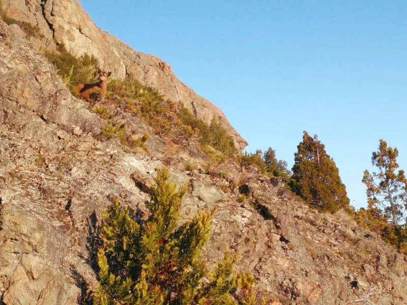 Avistajes de ciervos nativos en Parques Nacionales de la Patagonia