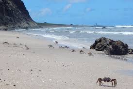 Cangrejos en la costa