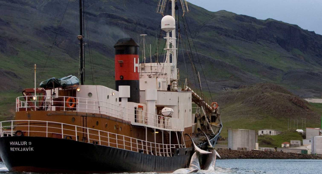 Islandia volvió a autorizar la caza de más de 100 ballenas de una especie en peligro de extinción