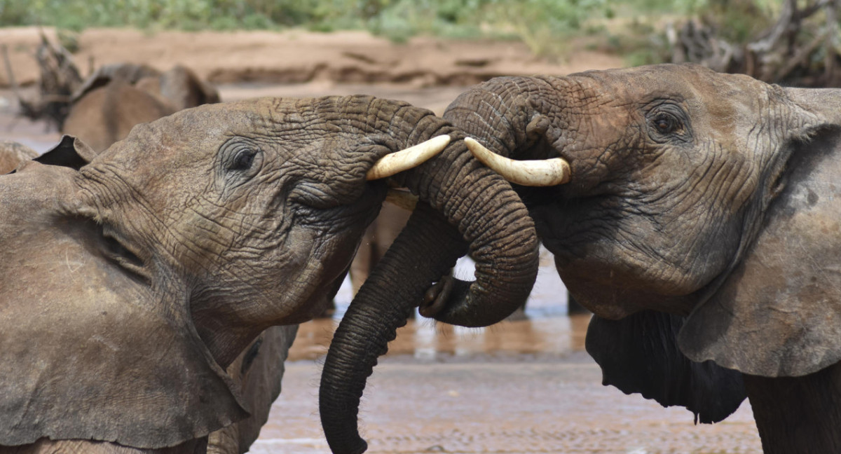 El lenguaje de los elefantes: descubren los gestos y sonidos que utilizan para saludarse