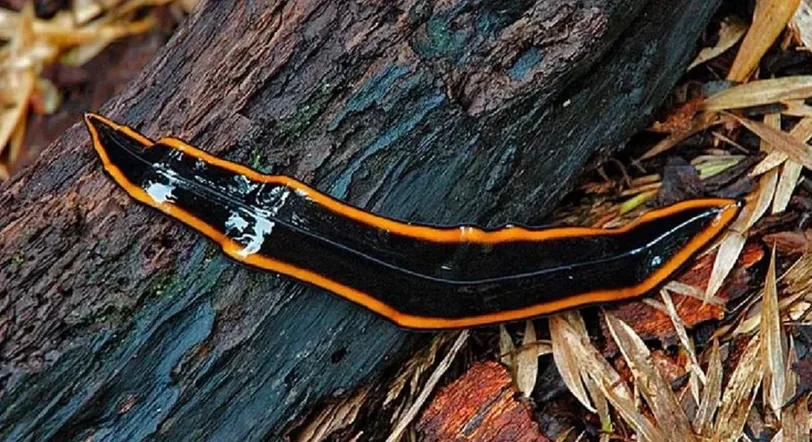 Un extraño animal invertebrado fue encontrado en la Patagonia