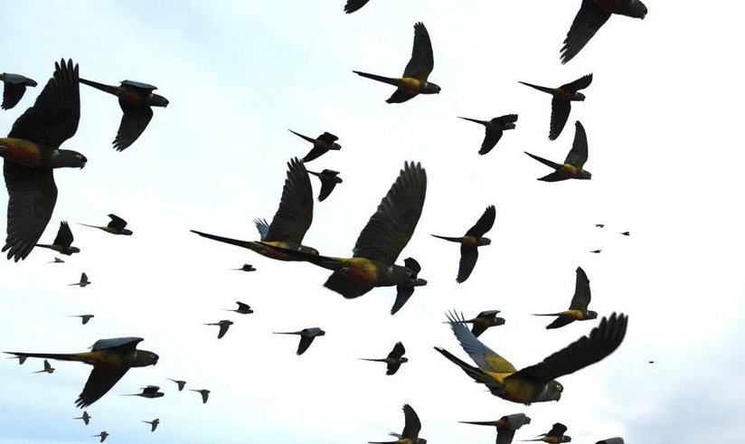 Reserva Natural Municipal Acantilado de los Loros